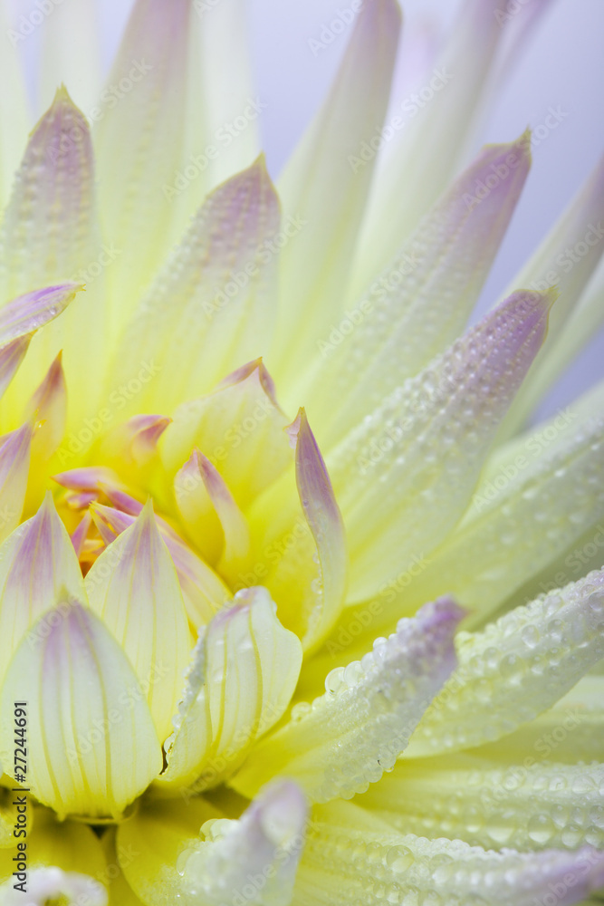 Fototapeta premium Pastellfarbene Dahlie mit Tautropfen