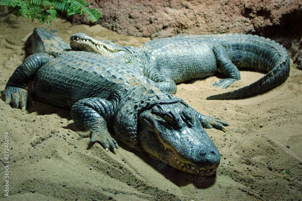 Crocodile sleep Crocodile sleep