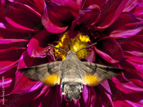 Картината върху платно butterfly