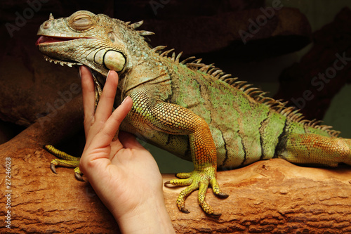 Obraz na plátně Iguana under tender feminine hand