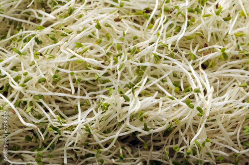 Bild auf Leinwand Germogli di Alfalfa