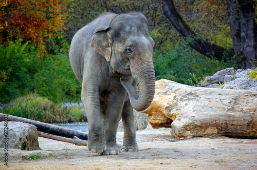 Elephant approaching photo