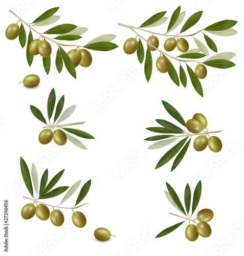 Green olive branch. Photo-realistic vector.