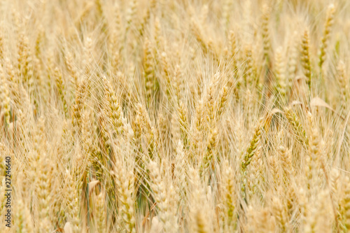 Field of wheat © Maksim Kostenko
