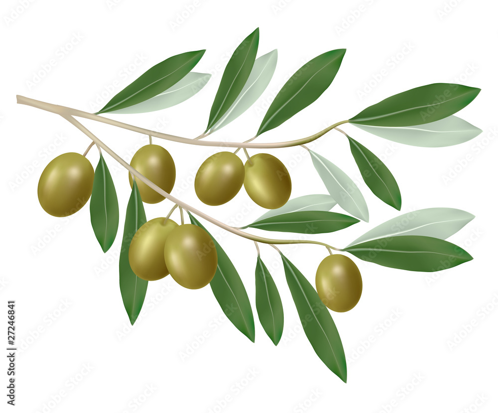 Green olive branch. Photo-realistic vector. Green olive branch. Photo-realistic vector.