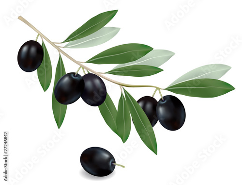 Black olive branch. Photo-realistic vector.
