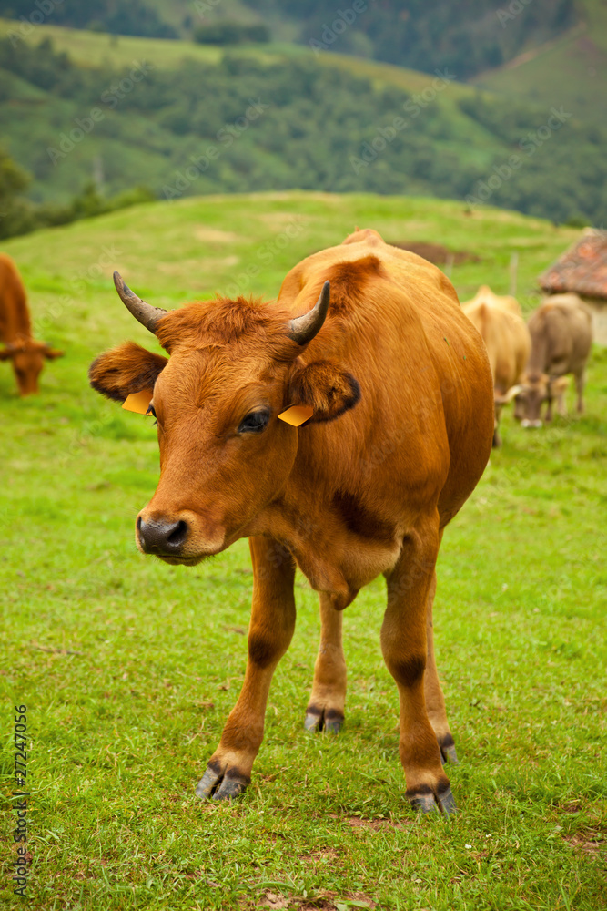 Cow in pasture. Cantabria, Spain