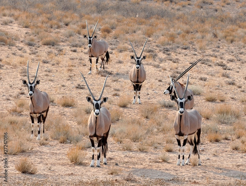 Gemsbok Antelope (Oryx gazella)