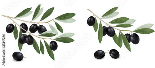 Green olive branch. Photo-realistic vector.