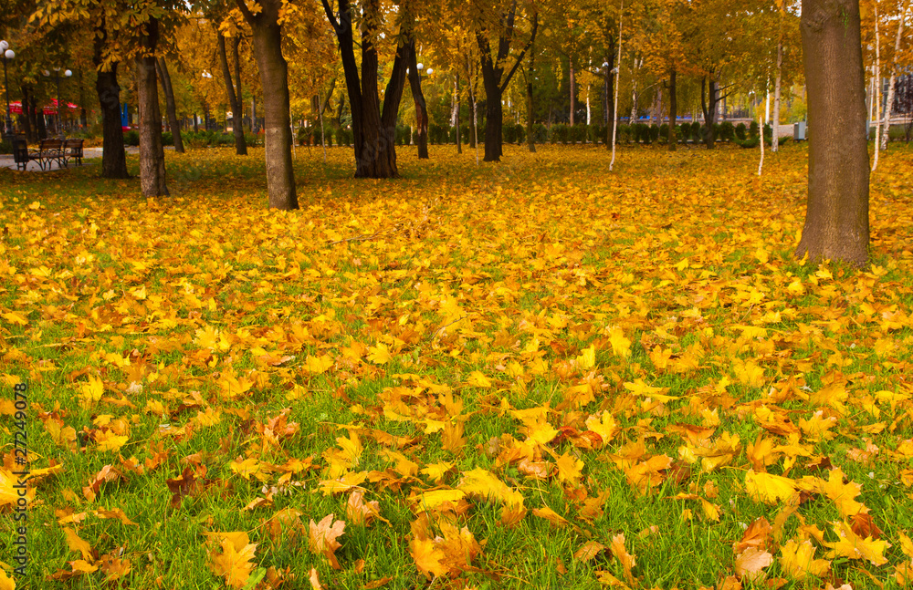 Autumn Autumn