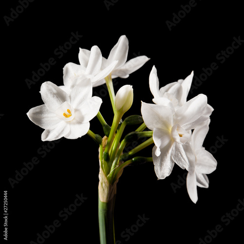 Fototapeta Naklejka Na Ścianę i Meble -  Narcissus papyraceus; Paperwhite; single stem isolated on black