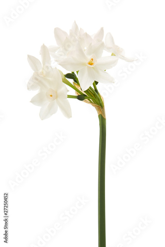 Narcissus papyraceus; Paperwhite