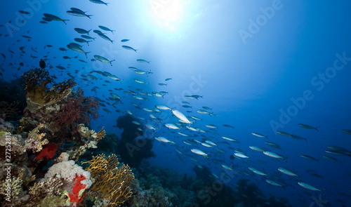 Fototapeta Naklejka Na Ścianę i Meble -  Fish and coral in the Red Sea.