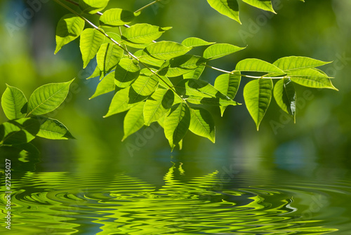 Green leaves in the water