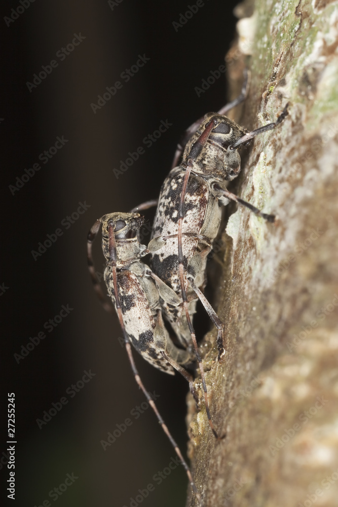 Mating Black-clouded Longhorn Beetle (leiopus nebulosus) Mating Black-clouded Longhorn Beetle (leiopus nebulosus)