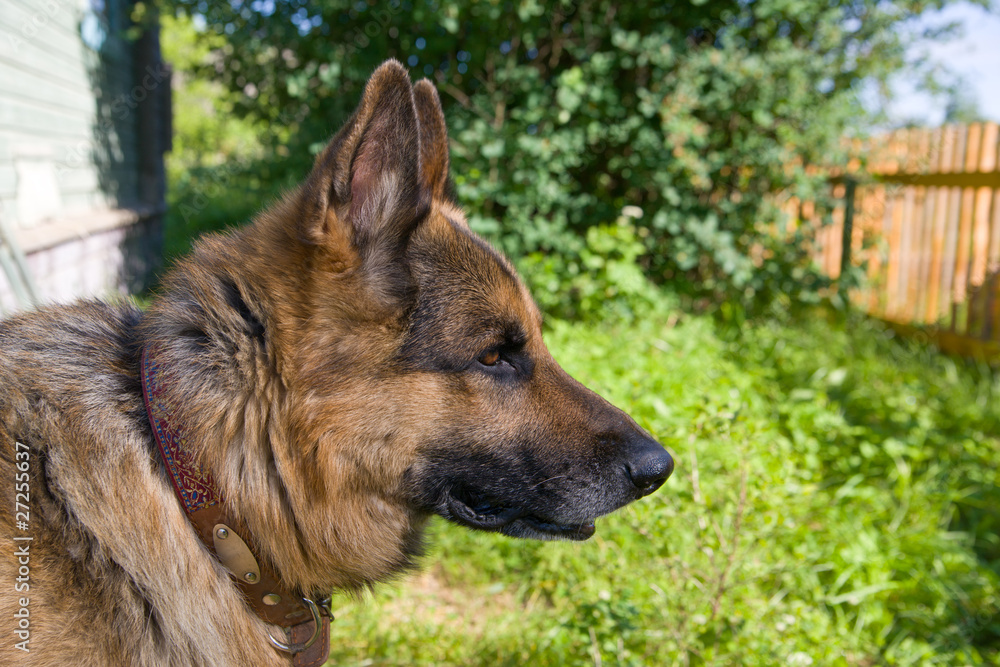 Portrait of a German shepherd Portrait of a German shepherd