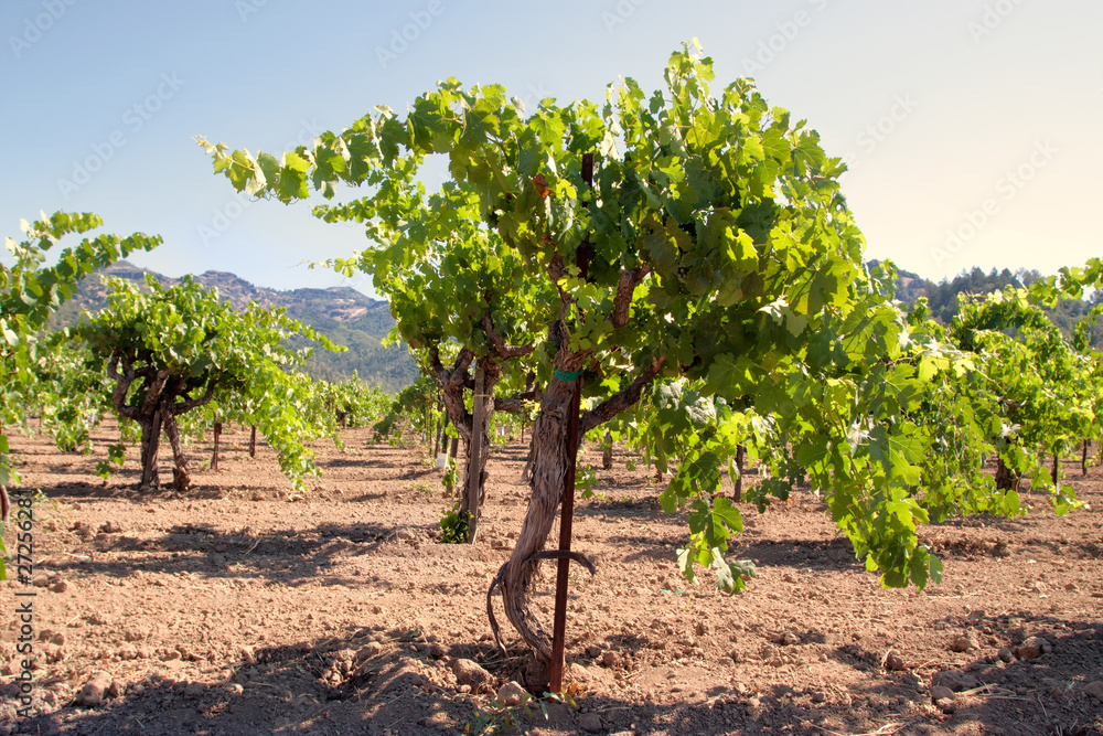 California vineyard landscape