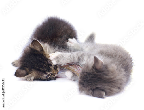 Foto kittens part fish