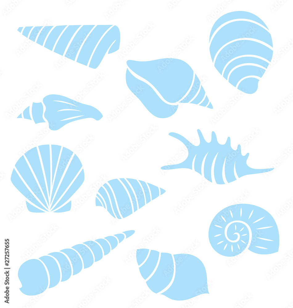 Sea Shells Collection Sea Shells Collection