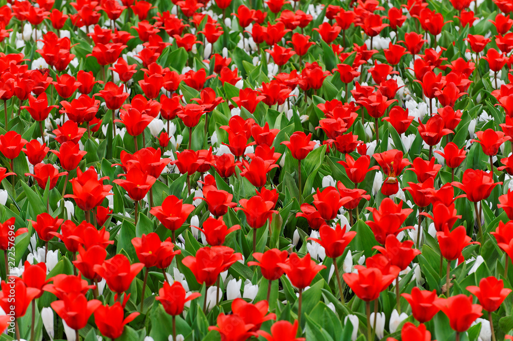 Red and White Tulips