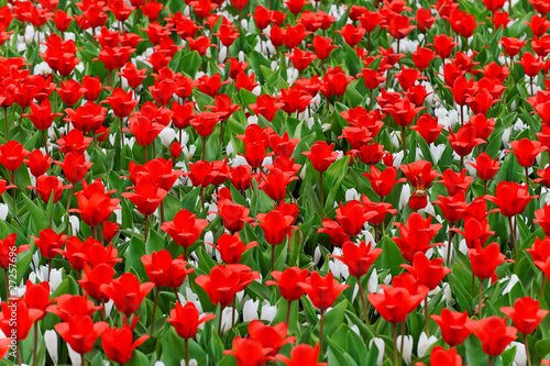 Red and White Tulips © Ahmad Photography