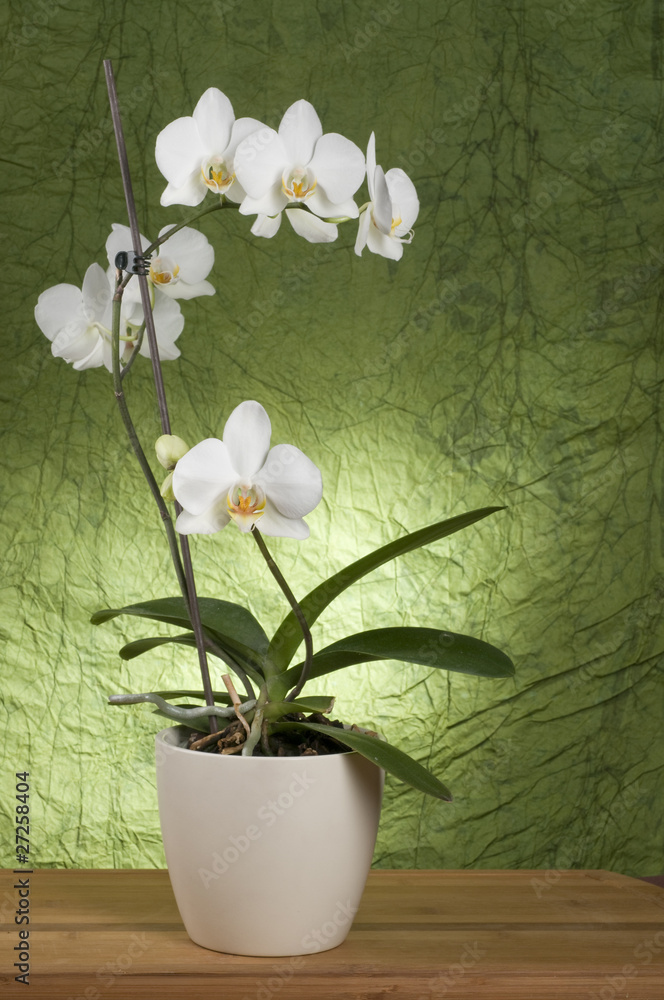 Beautiful white orchid