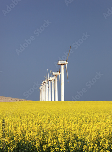 alignement d'éoliennes dans champ de colza