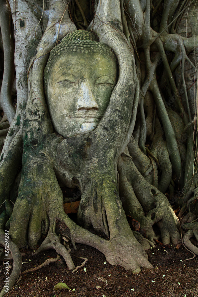 remain of stone budda head in the tree roots
