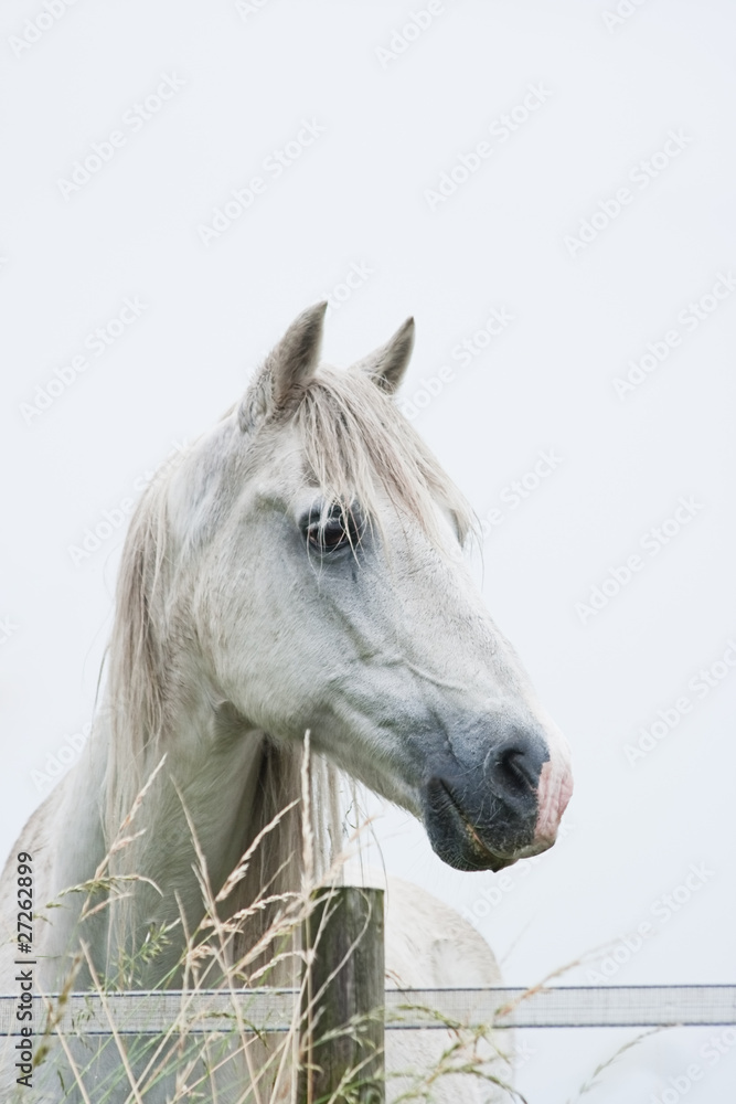 Fototapeta Głowa białego konia