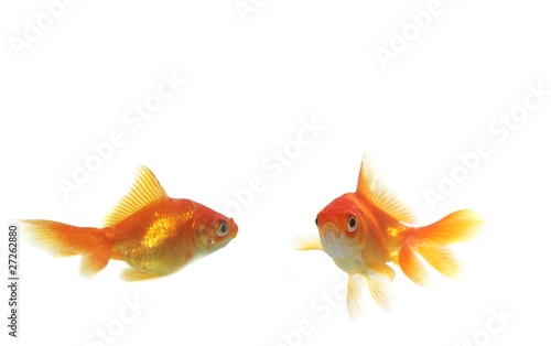 two gold fish