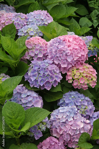 hortensia bleu et rose