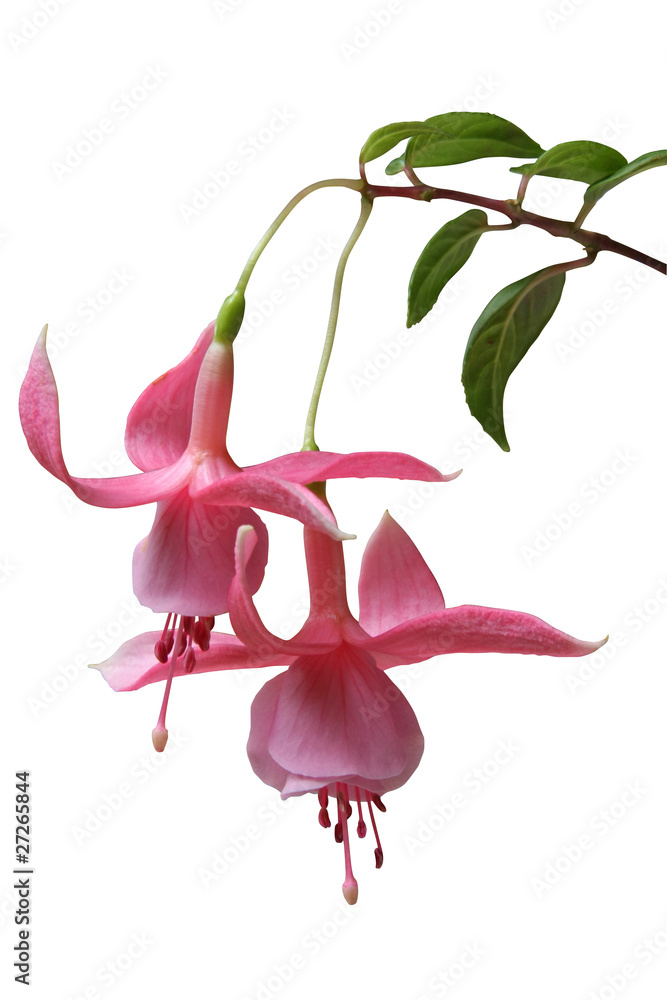 Obraz premium fuchsia rose