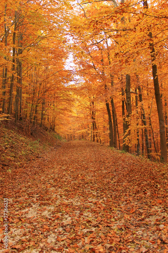 Waldweg