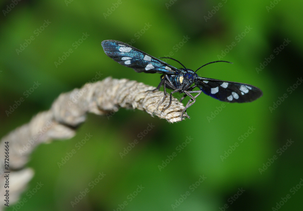 Naklejka premium farfalla blu