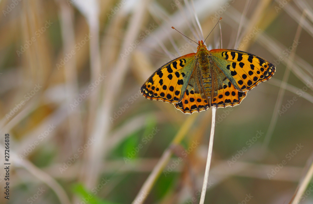 Obraz premium Melitaea trivia farfalla