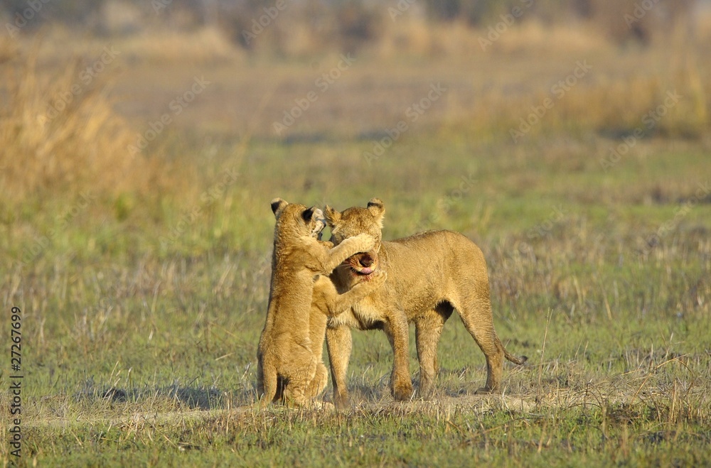 Lioness after hunting with cubs. Lioness after hunting with cubs.