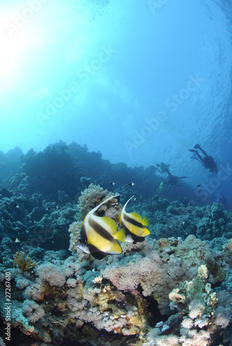Two Red Sea bannerfish with scuba divers silhouettes.