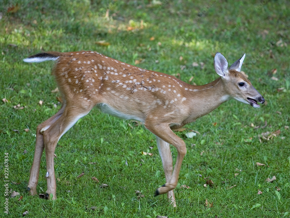 Walking deer fawn Walking deer fawn