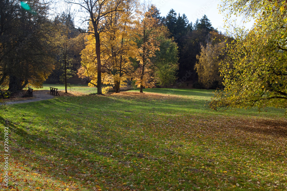 meadow in the autumn forest