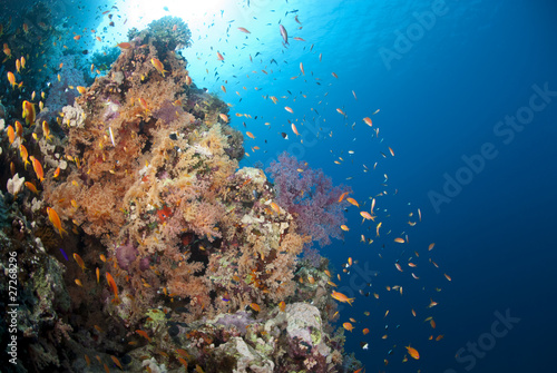 Vibrant and colourful underwater tropical coral reef scene.