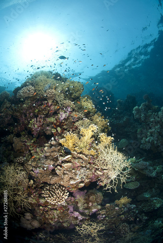 Fototapeta Naklejka Na Ścianę i Meble -  Vibrant and colourful underwater tropical coral reef scene.