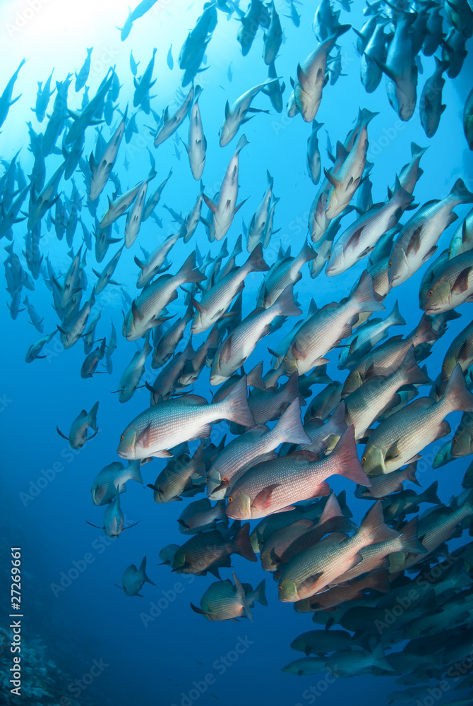 Fototapeta premium School of tropical Twinspot snapper, blue background.