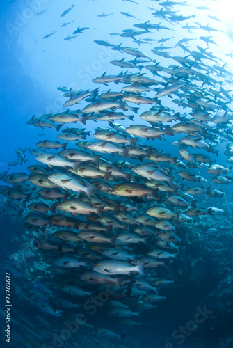 School of tropical Twinspot snapper, blue background.