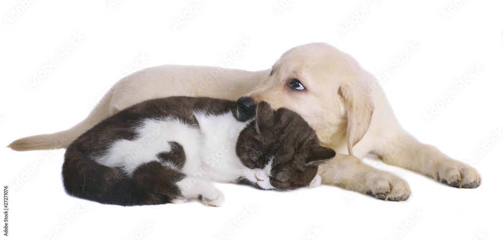 Fotografie Kitten and a pup together.