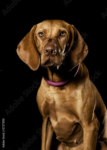 Magyar Vizsla mit Halsband vor schwarzem Hintergrund