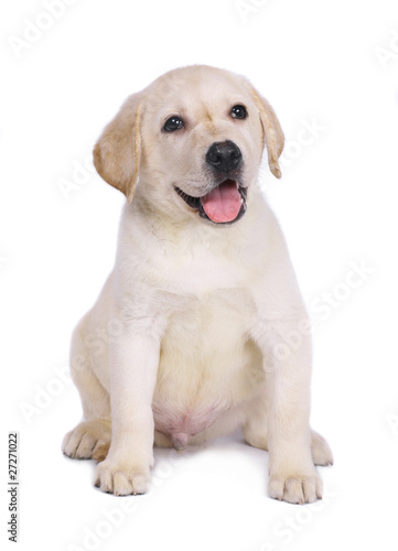 Labrador puppy on a white background.