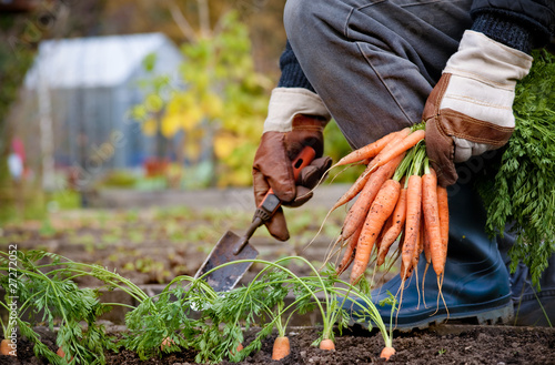 Vászonkép gloved hands picking fresh carrots