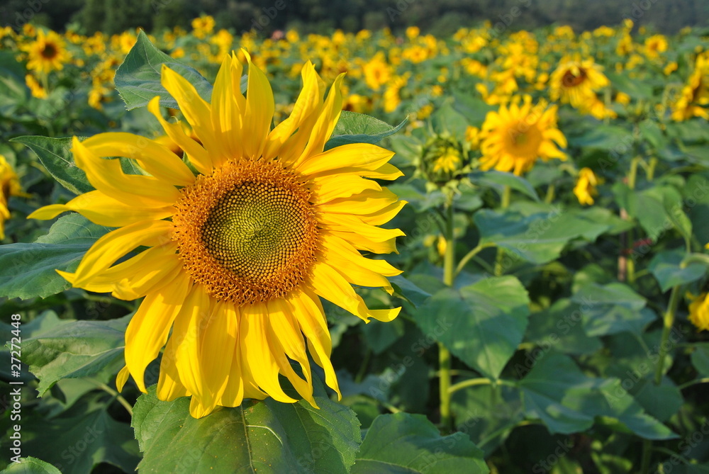 sunshine on flowers sunshine on flowers