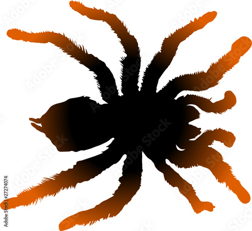 tarantula spider vector
