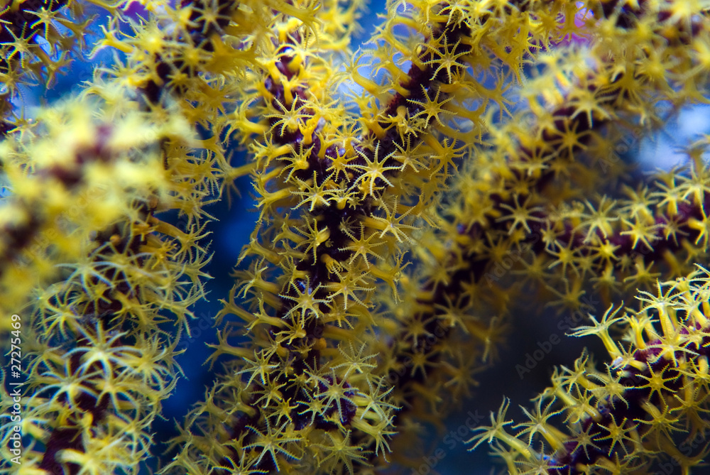 Menella sea fan